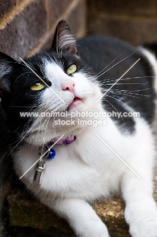 bi-coloured short haired cat lying against wall