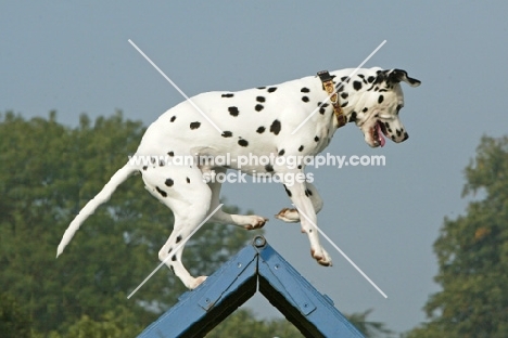 Dalmatian at dog trial