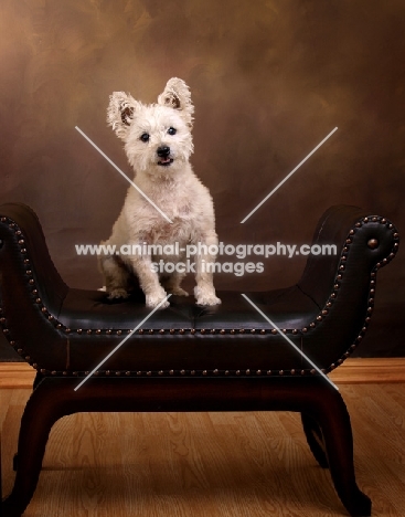 West Highland White dog on brown leather seat