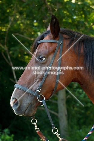 bay Quarter horse profile