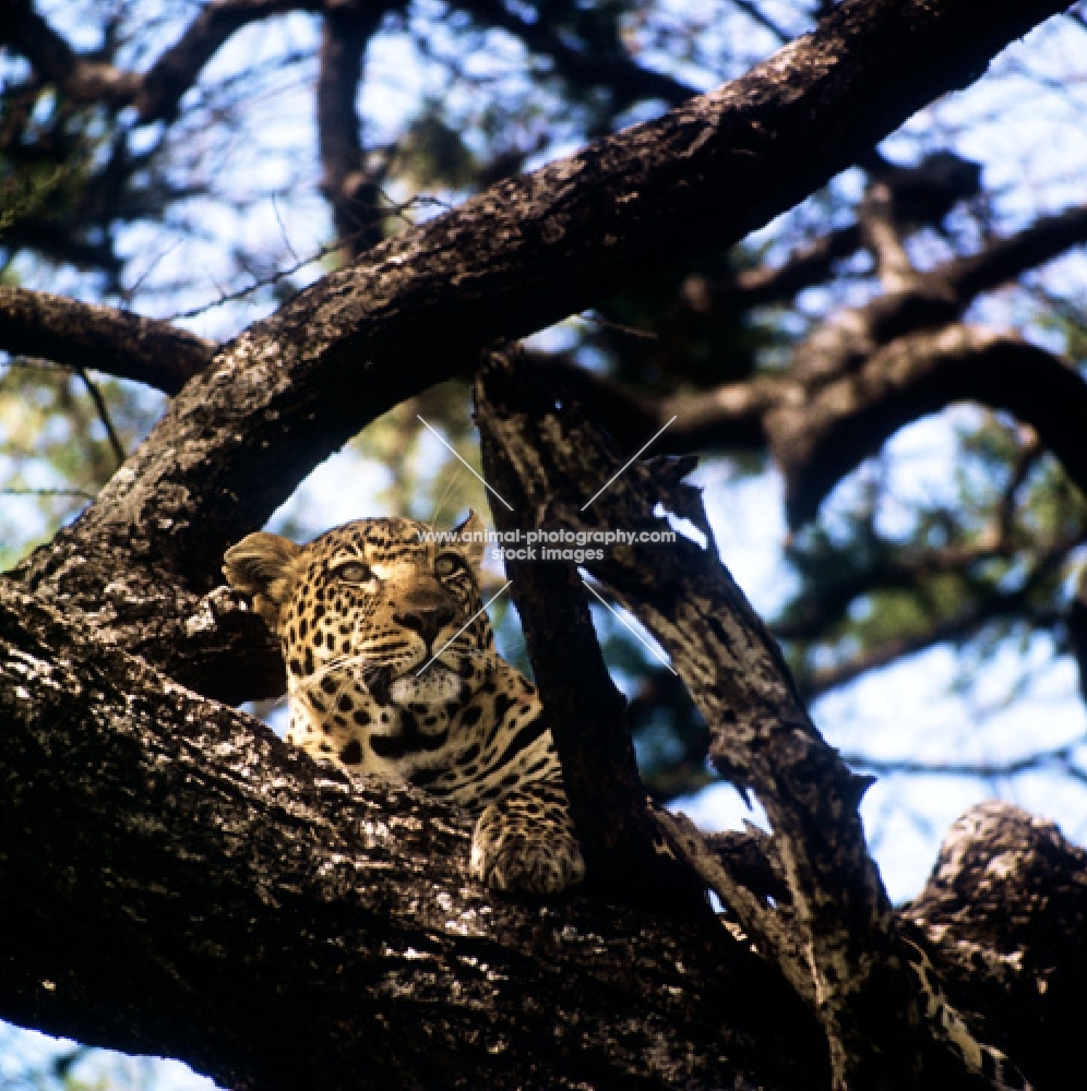 leopard in a tree in east africa