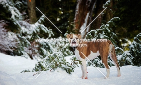 Old English Bulldog in winter