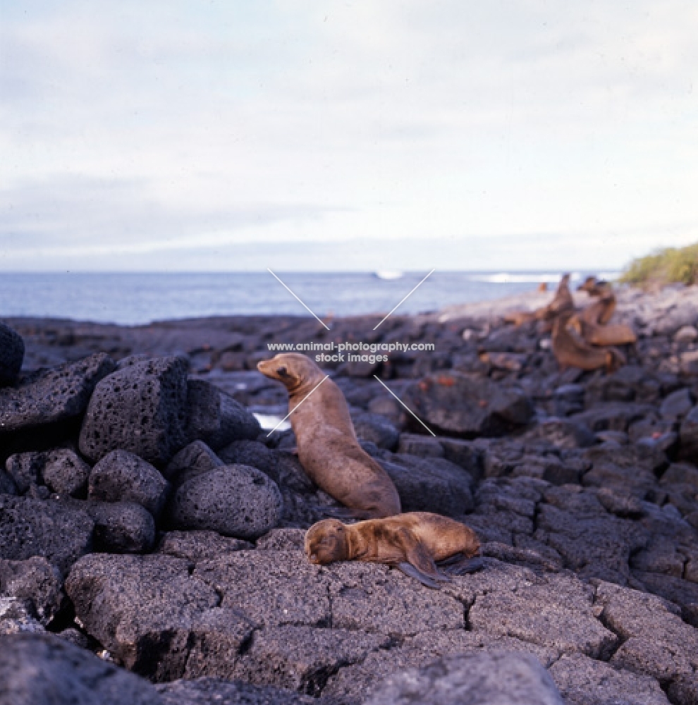 galapagos sea lions mother and pup on james island, bathing