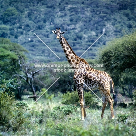 giraffe looking at camera in lake manyara np