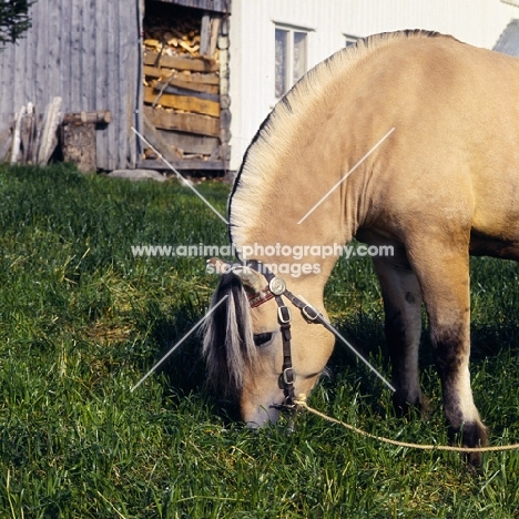 Maihelten 1692, Fjord Pony grazing