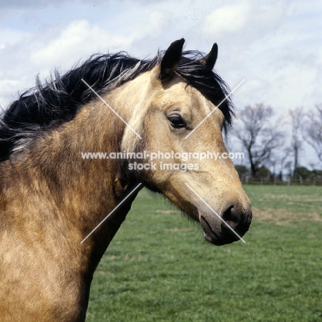 welsh cob (section d) mare head study