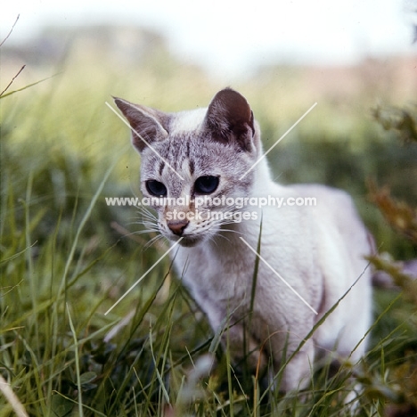 tabby point siamese cat 