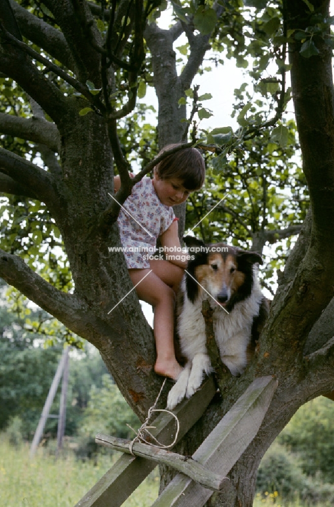 child and rough collie up a tree
