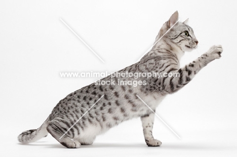 Egyptian Mau, Silver Spotted Tabby, one leg up