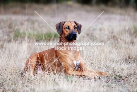 Rhodesian Ridgeback