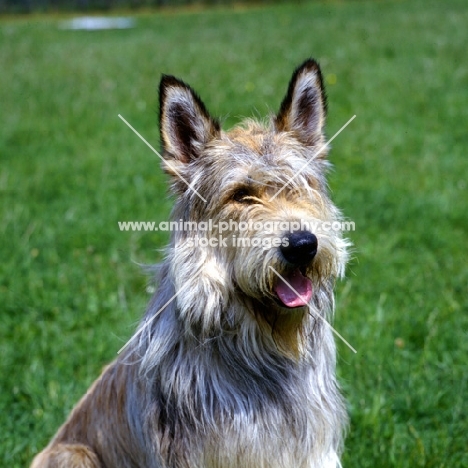 picardy sheepdog portrait