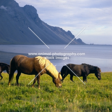 Iceland horses at Hofn on idyllic backdrop in Iceland