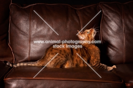 spotted Bengal on sofa