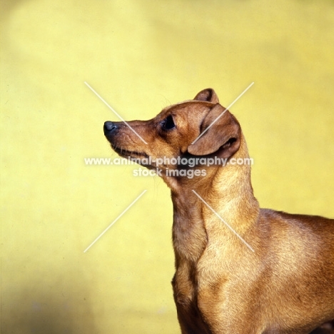 miniature pinscher side view