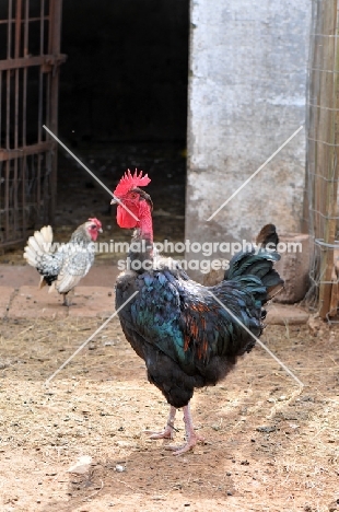 Naked neck rooster