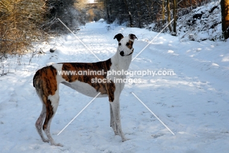brindle and white greyhound, all photographer's profit from this image go to greyhound charities and rescue organisations