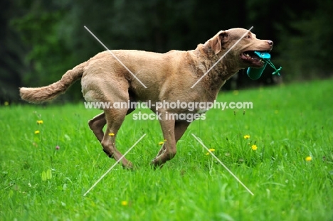 Chesapeake Bay Retriever running