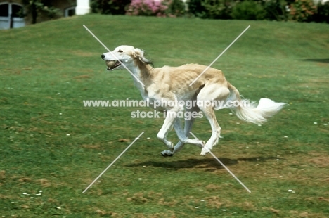 saluki galloping across lawn carrying ball