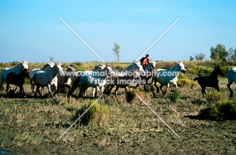 rider riding with a group of camargue ponies