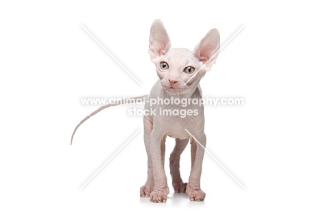 white 10 week old Sphynx kitten