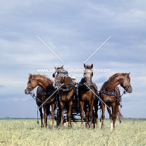 tachanka, 4 Don geldings standing in sunlight with grey sky
