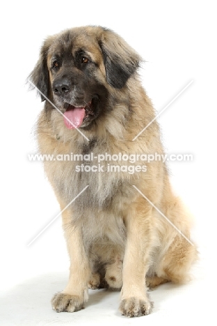 Leonberger, Australian Champion, sitting down