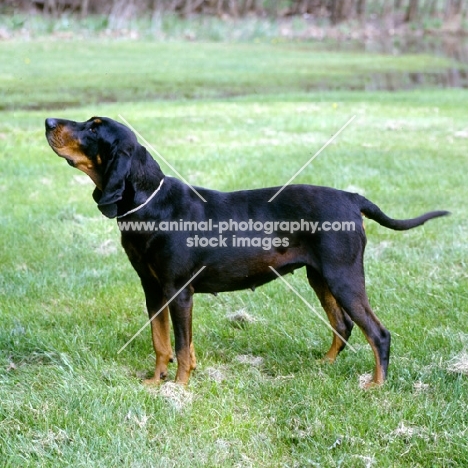 richland’s stylish chaser, black & tan coonhound side view