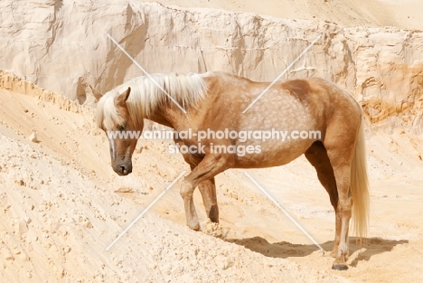 portrait of Kinsky horse on sand