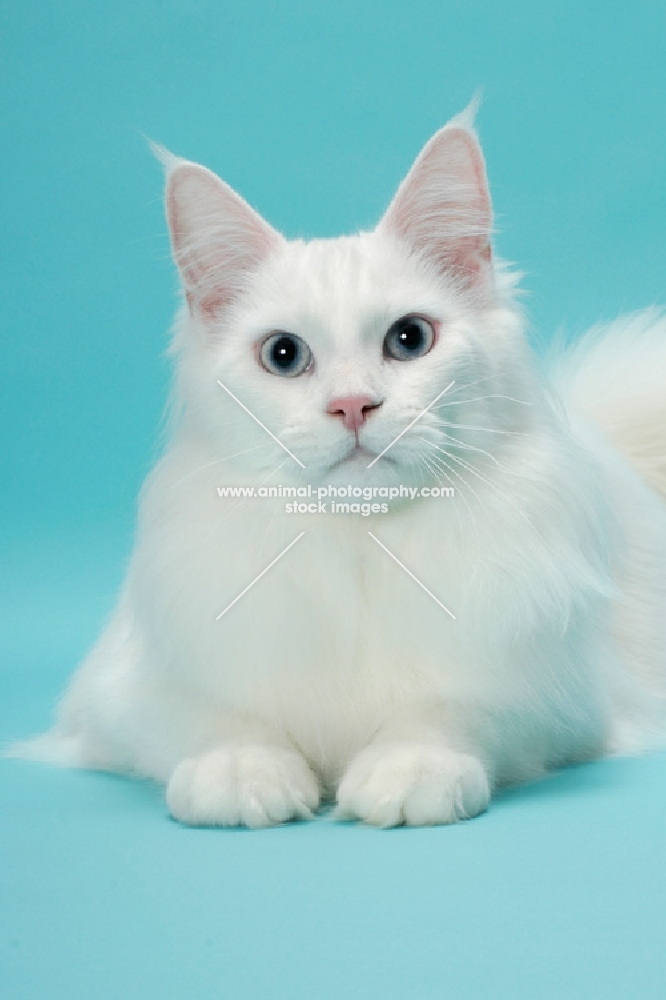 young white Maine Coon lying down on blue background