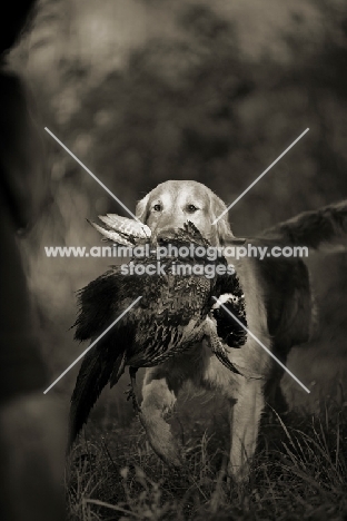 golden retriever retrieving pheasant