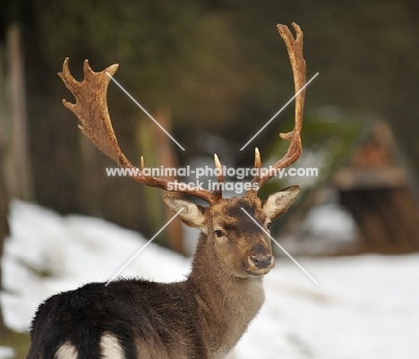 Fallow buck