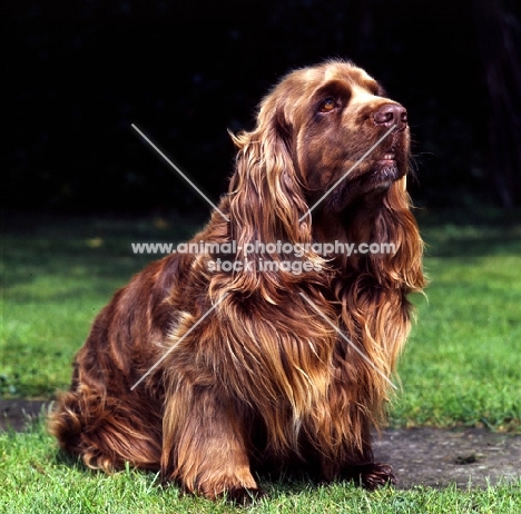 sussex spaniel sitting