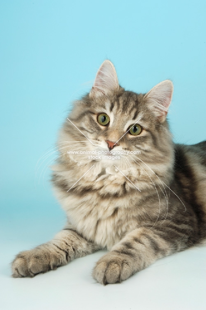 blue tabby norwegian forest cat lying down