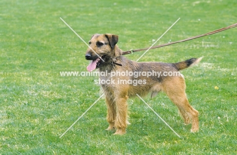 Westfalen Terrier (aka German working terrier) sitting on grass