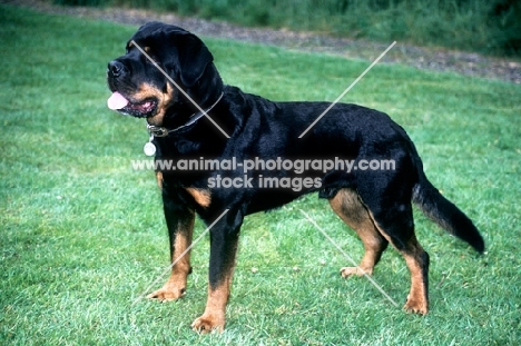 undocked rottweiler showing tail well