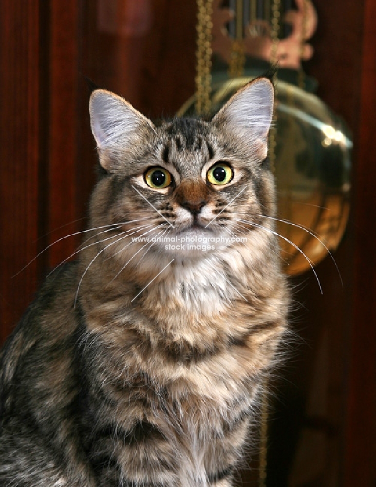 Closeup of Cat sitting in front of Grandfather (pendulum) clock.  Head and Shoulders.