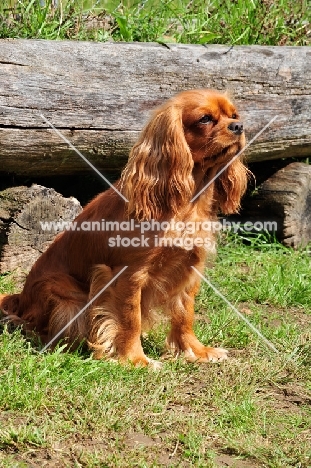 Cavalier King Charles Spaniel sitting near log