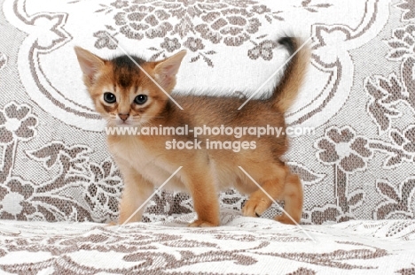 ruddy Abyssinian kitten walking on sofa