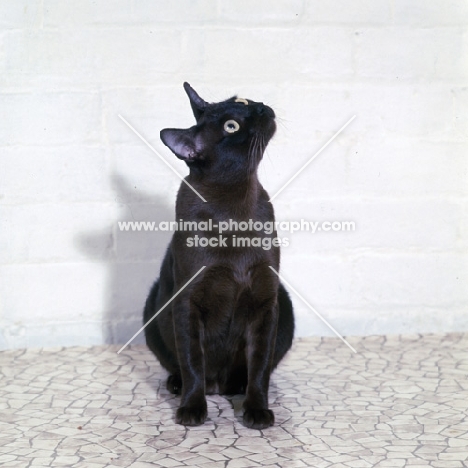 american brown burmese cat , gr ch kittrick’s gung ho of silkwood, looking up