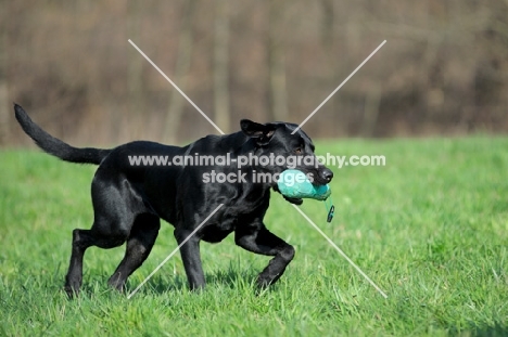 black labrador retrieving dummy