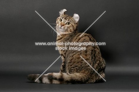 Brown Spotted Tabby American Curl, back view