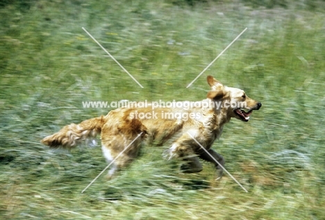 working type golden retriever galloping through long grass