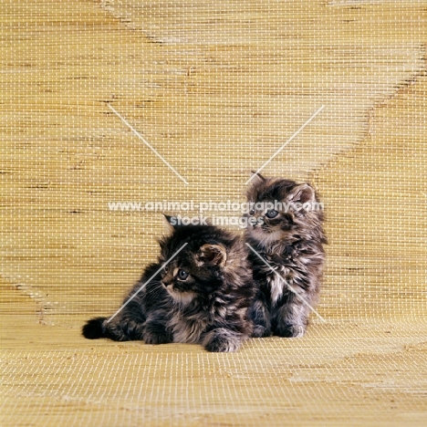 two brown tabby long hair kittens