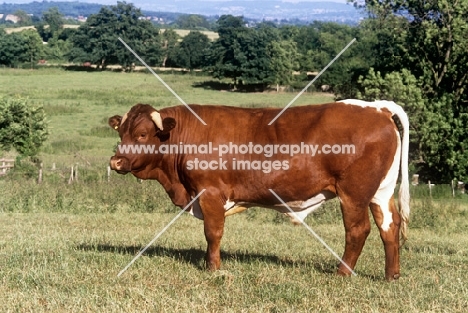 gloucester bull in a field in countryside