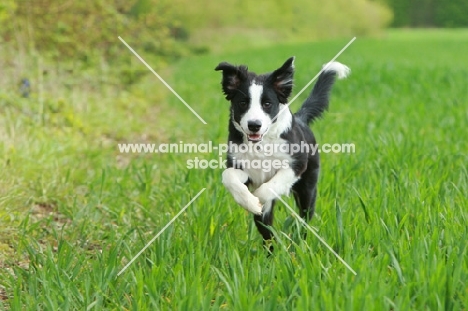 young Border Collie running in field