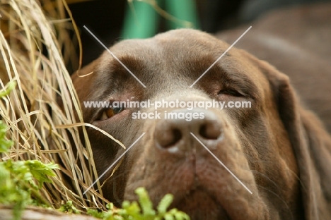 tired chocolate Labrador Retriever