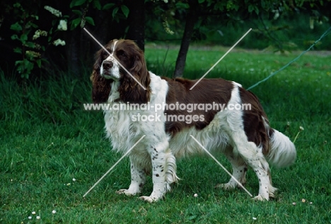 english springer spaniel undocked