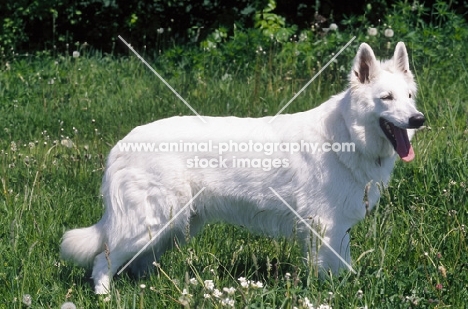 White Swiss Shepherd side view