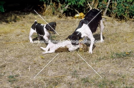 Brazilian Terriers playing