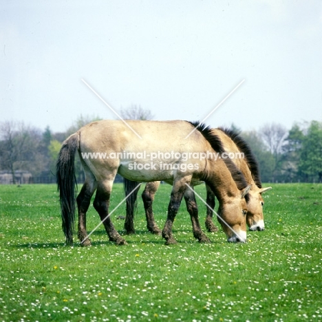 two przewalski horses grazing together